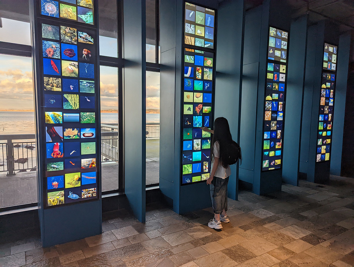 The custom-fabricated interactive towers at the Monterey Bay Aquarium 