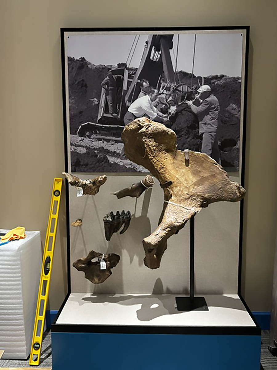 Local discoveries from the Peninsula—including a partial mammoth pelvis!—getting ready for final evaluation before sealing the case. 