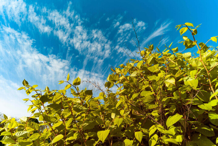 Japanese Knotweed Specialists Ltd logo