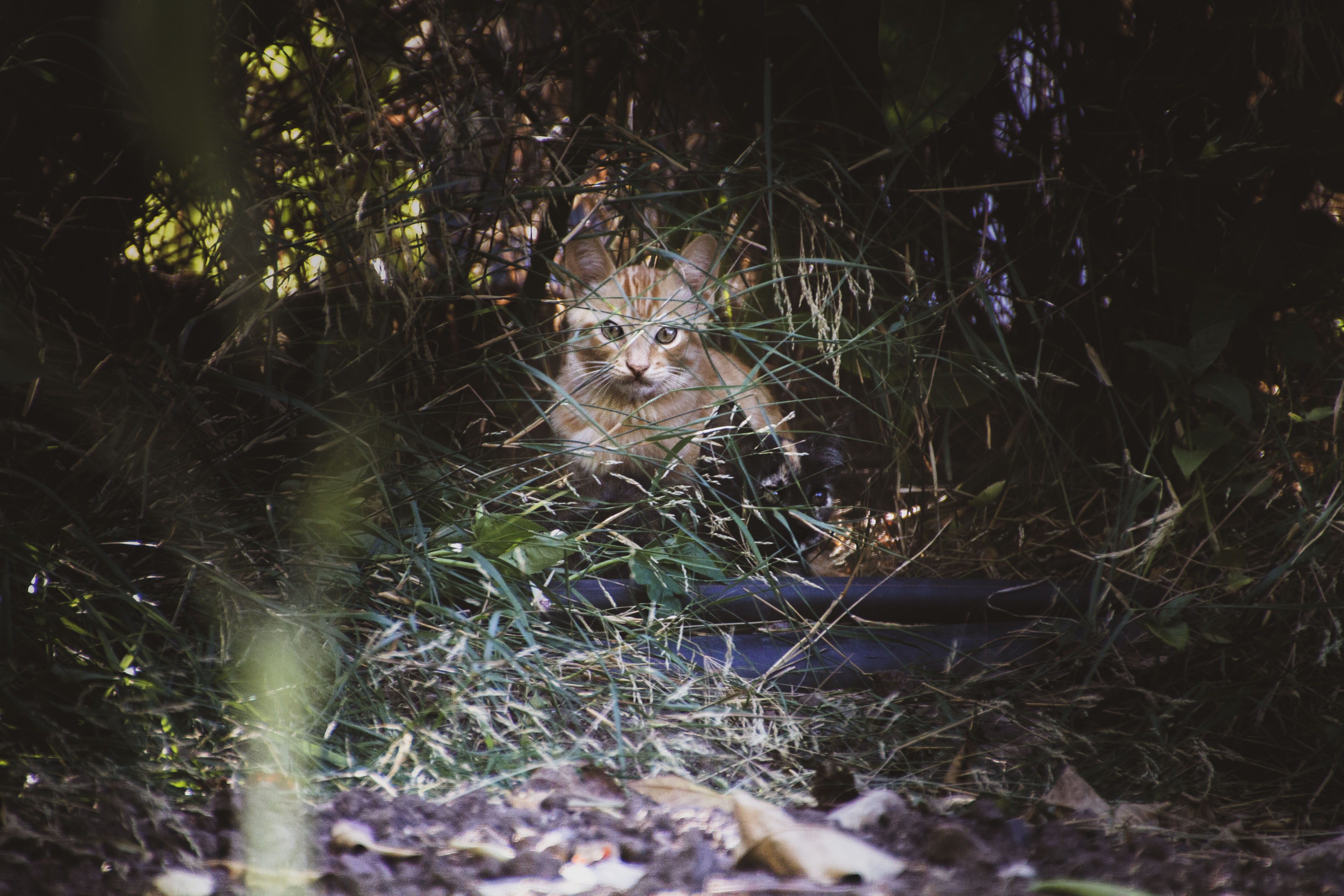 Dos gatos desde lejos entre matojos