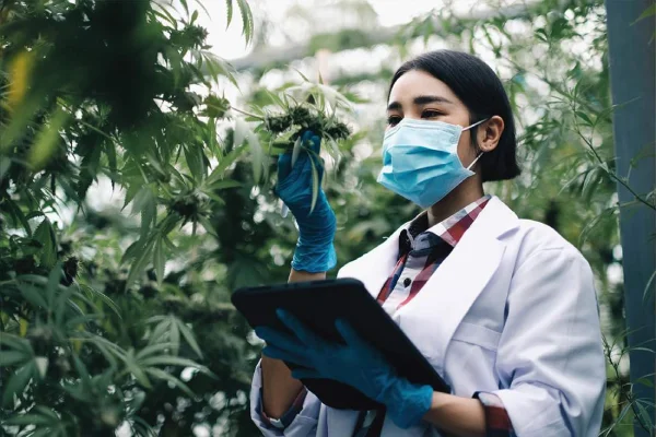 Cannabis cultivation specialist inspecting plants in a grow facility