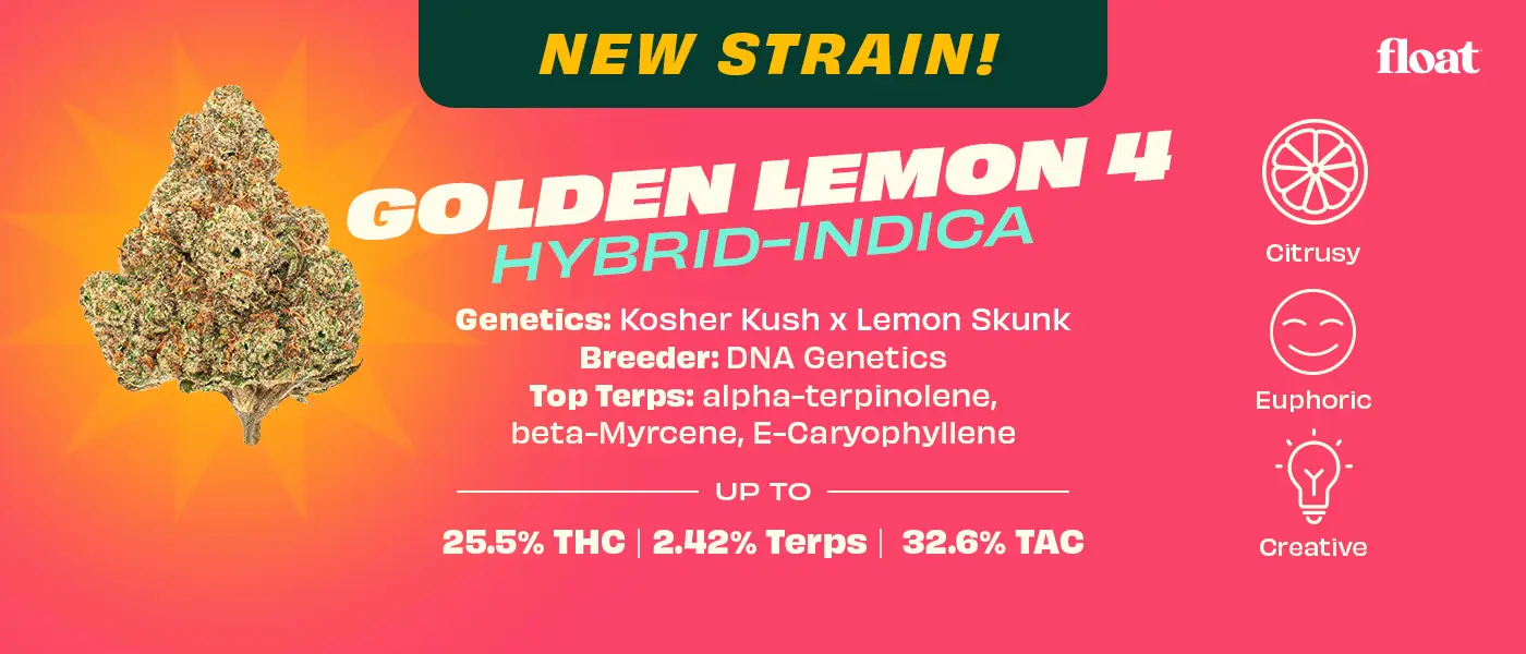 New Flower Strain Launch, Golden Lemon 4