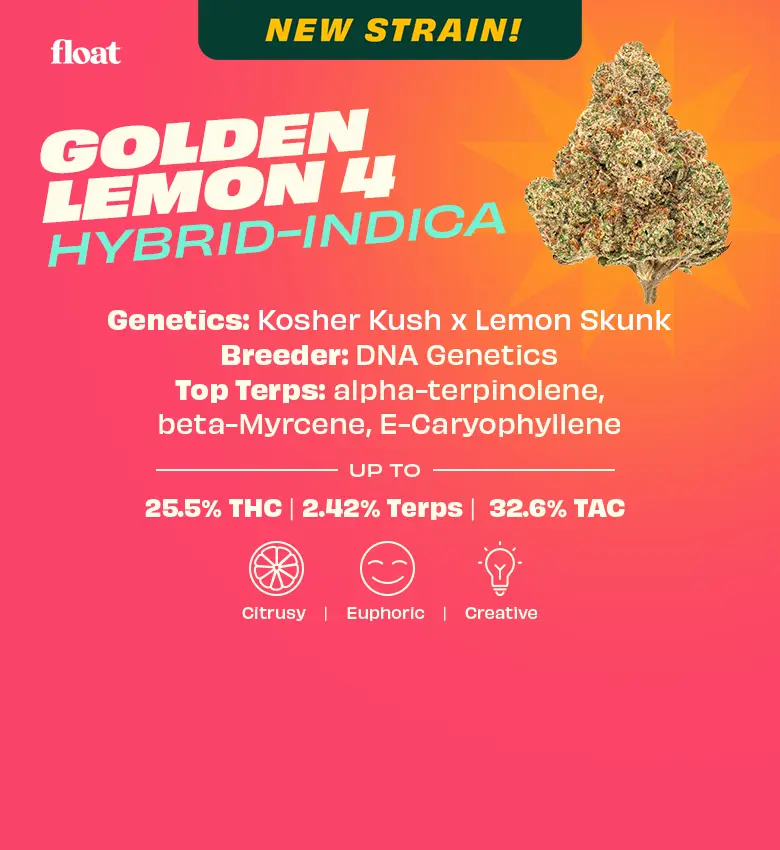 New Flower Strain Launch, Golden Lemon 4