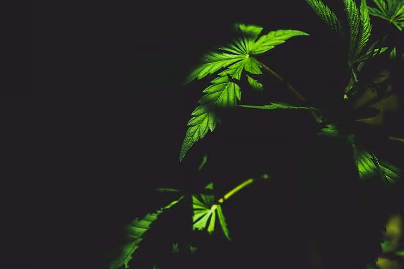 avocat trafic de stupéfiants