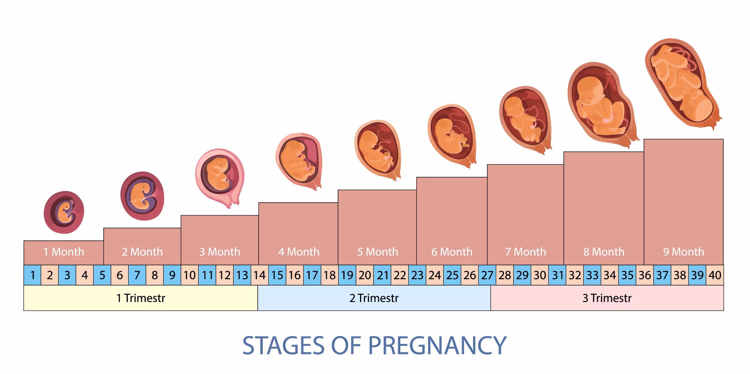 Pregnancy Calculator - Estimate Your Baby's Arrival Date
