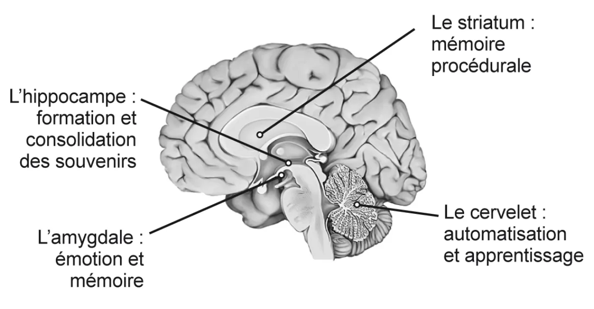 La structure du cerveau avec l'amygdale qui représente les émotions et la mémoire, lieu du stress