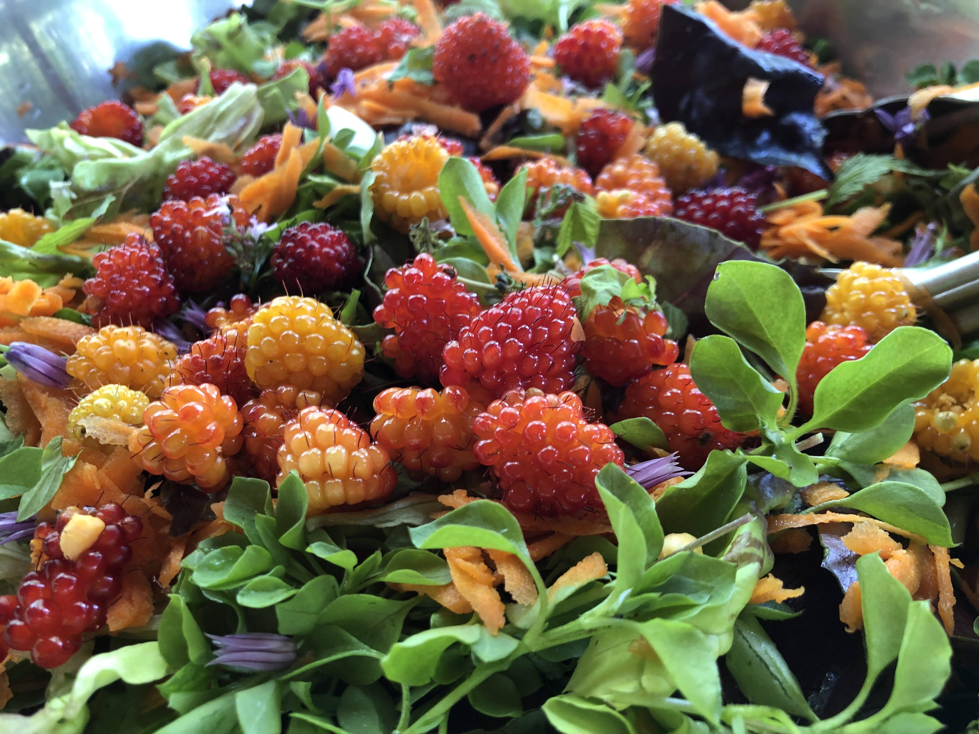 Tend, Gather and Grow: The Gifts of Native Foods