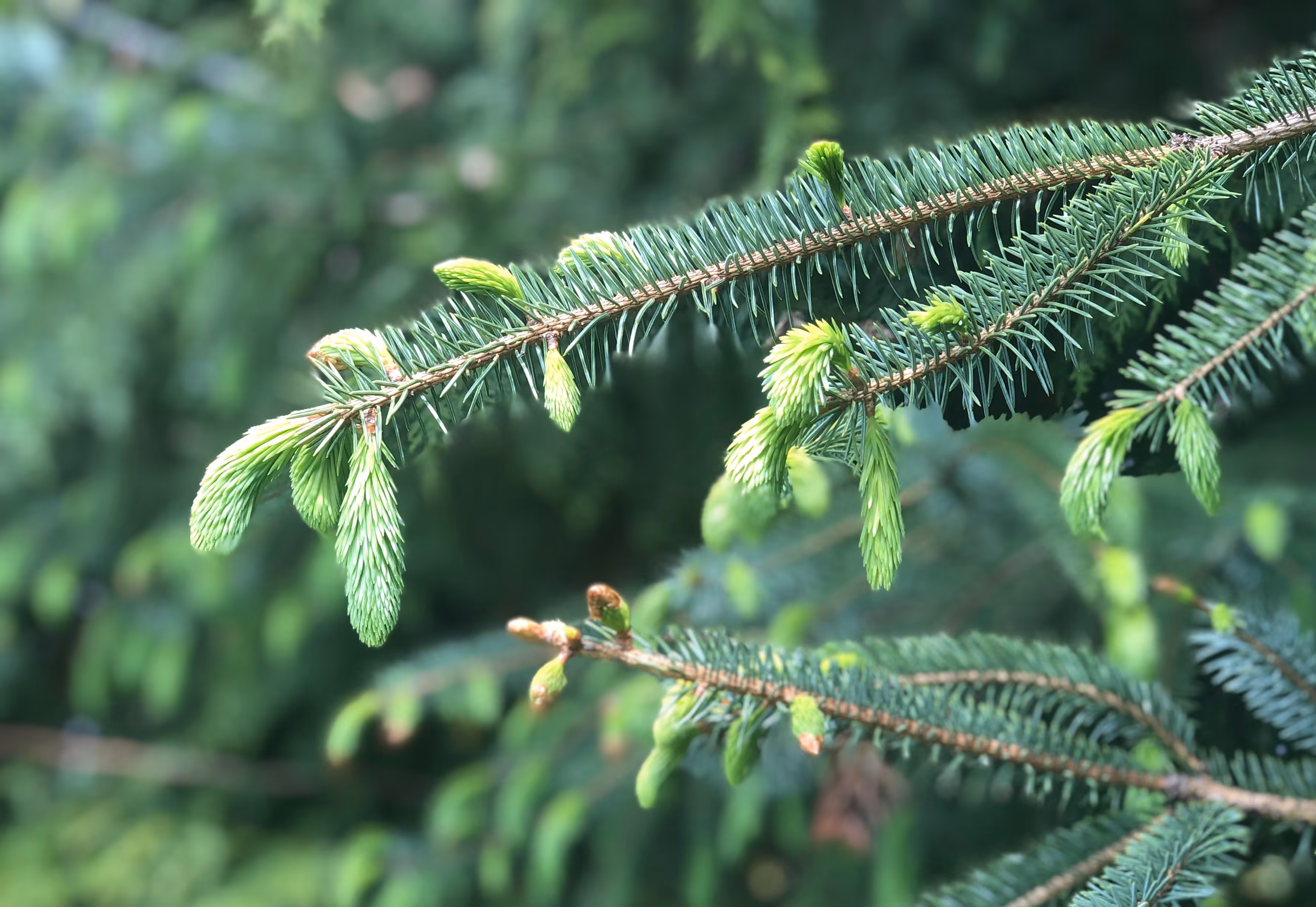Evergreen Conifers Teacher Training for Early Childhood Educators