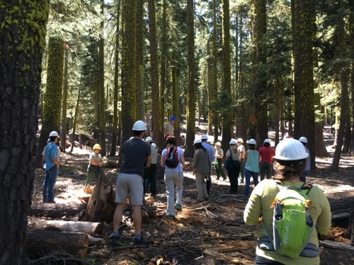 Forest Resilience Bond