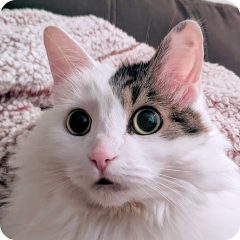 Avatar of Maisey