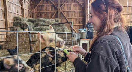 Photo of Mariah feeding some pigs