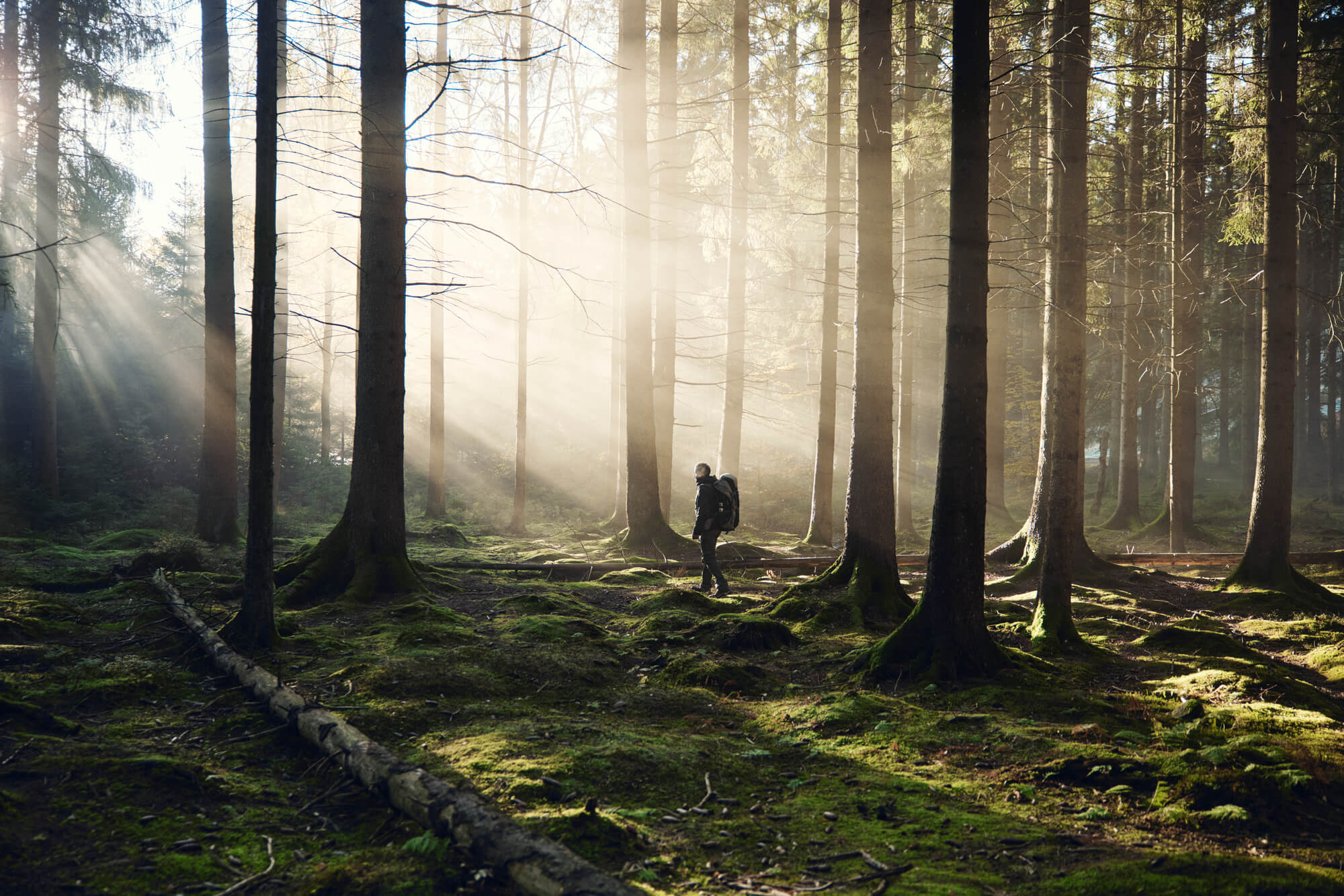 Person with backpack walking through a sunlit forest with tall trees and moss-covered ground.
