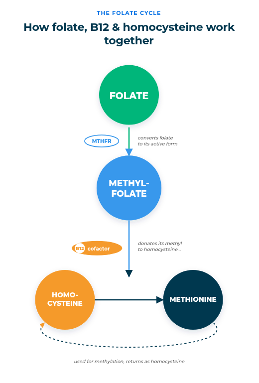 Alt text:  Diagram titled "The Folate Cycle: How folate, B12 & homocysteine work together." It shows four steps: (1) Folate (green circle) is converted to Methylfolate (blue circle) by the MTHFR enzyme. (2) With B12 as a cofactor, Methylfolate donates its methyl group to Homocysteine (orange circle). (3) Homocysteine is converted to Methionine (dark teal circle). (4) Methionine is used for methylation and returns as homocysteine, completing the cycle.