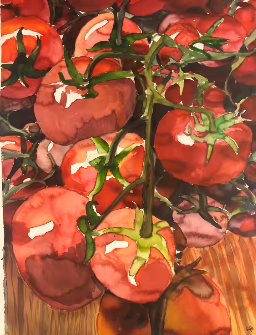 Samara's watercolor painting of a bunch of tomatoes on a vine, using the wet into wet technique.