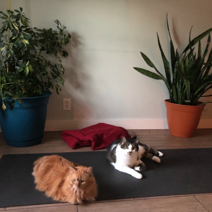 Two cats on a yoga mat.