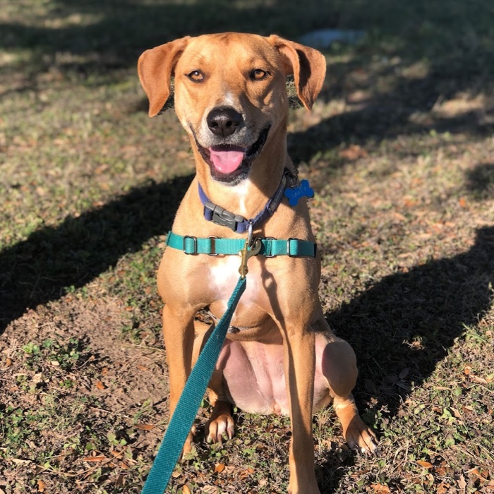 Puppy smiling