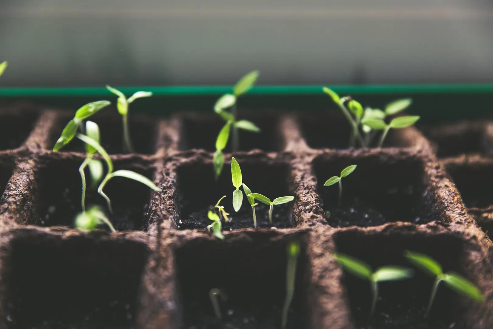 Down to Basics: Understanding Market Segmentation