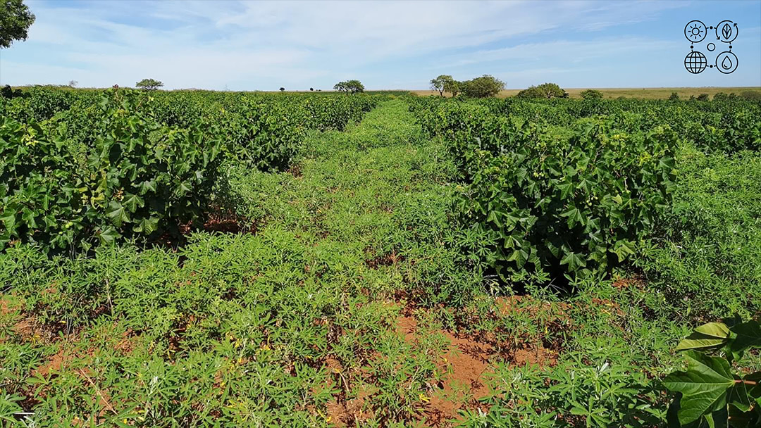 XUTA plantations