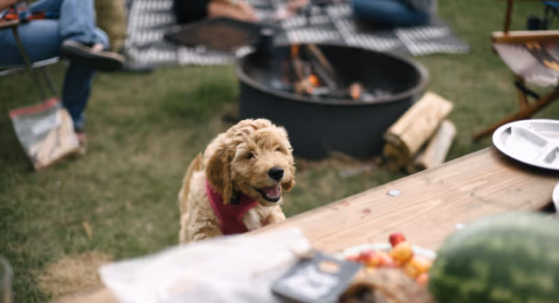dog at picnic