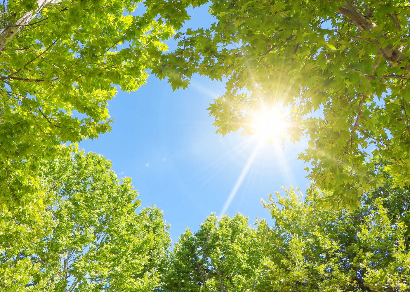 Sunlight shines through green leaves, symbolizing the hope and clarity of achieving debt relief in Canada.