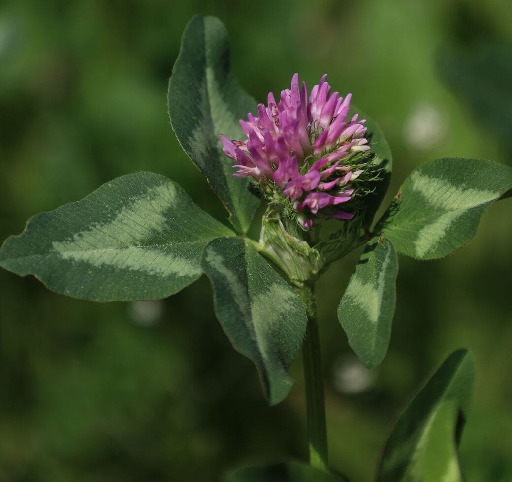 Trèfle violet : Couvert permanent, engrais vert et ami des 