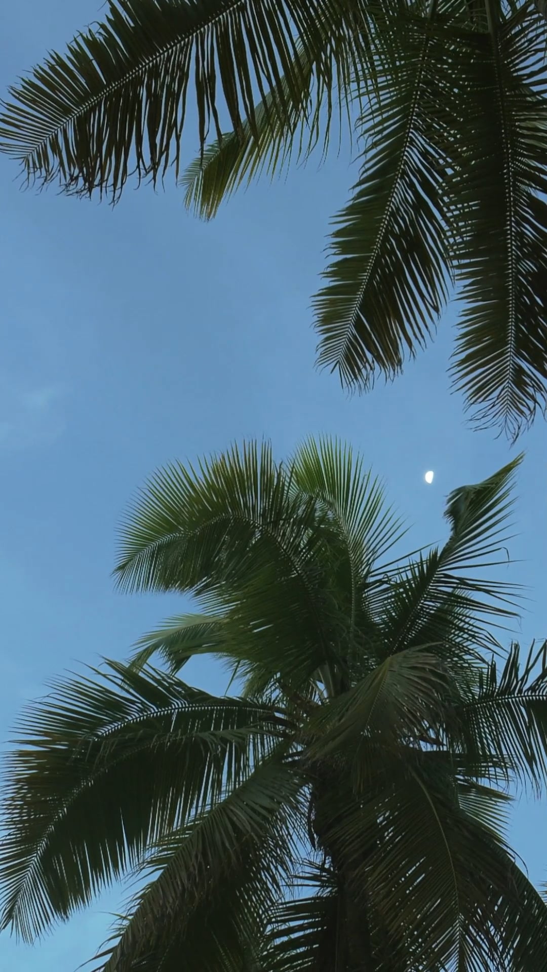 Palm Paradise Pack