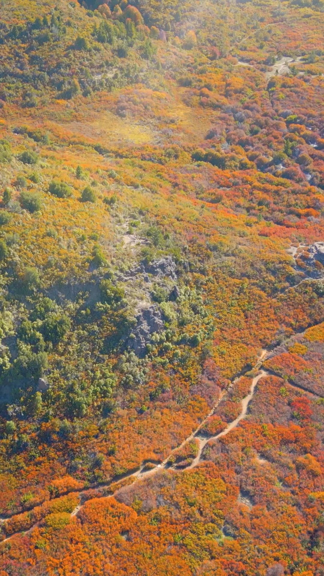 Autumn Treetops Pack