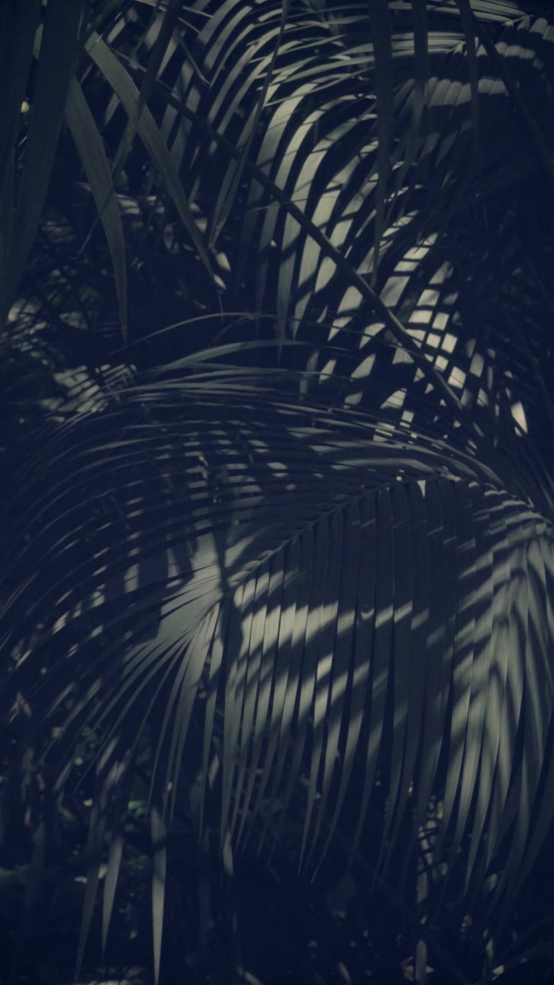 Gloomy Tropical Palms Pack