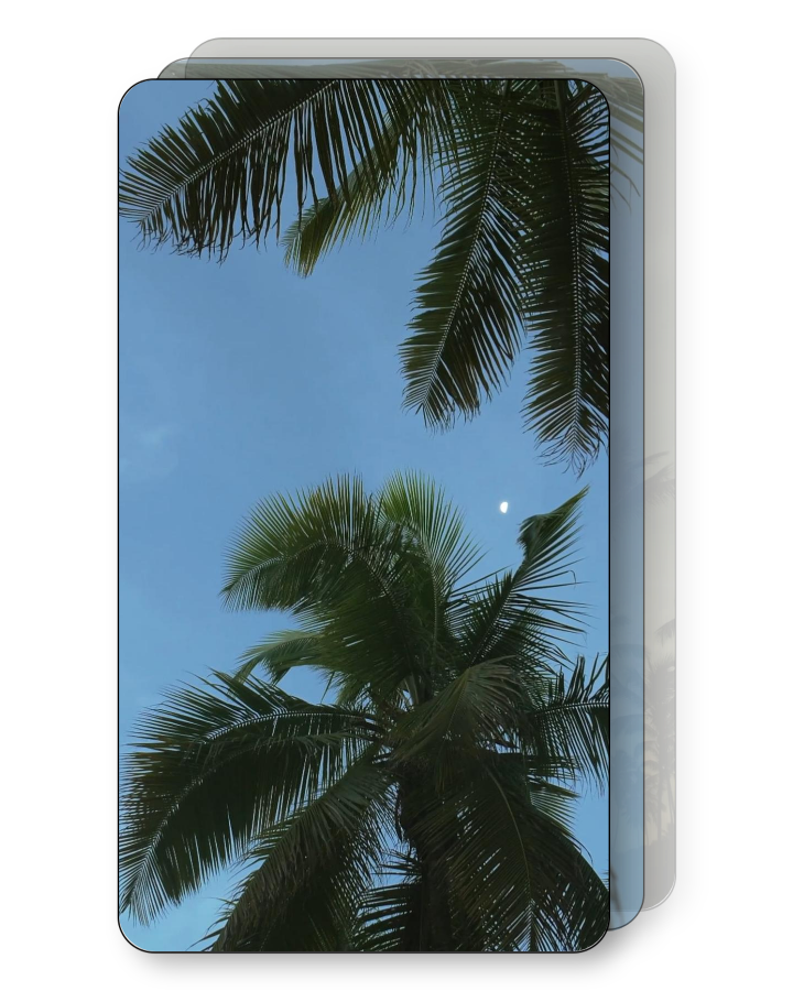 Palm Paradise Pack
