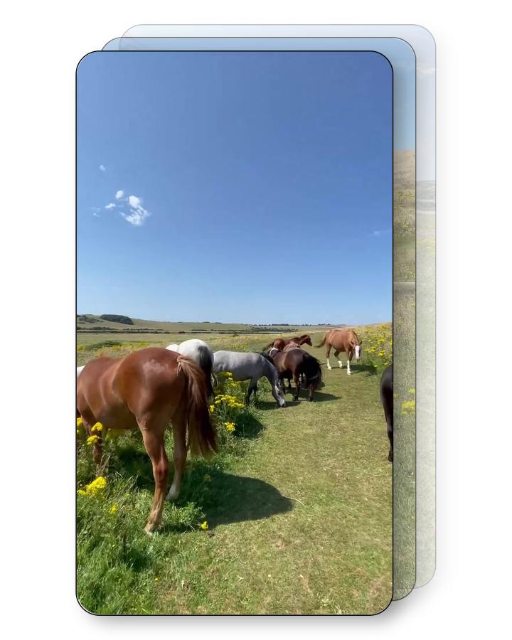 Wild Horses Pack