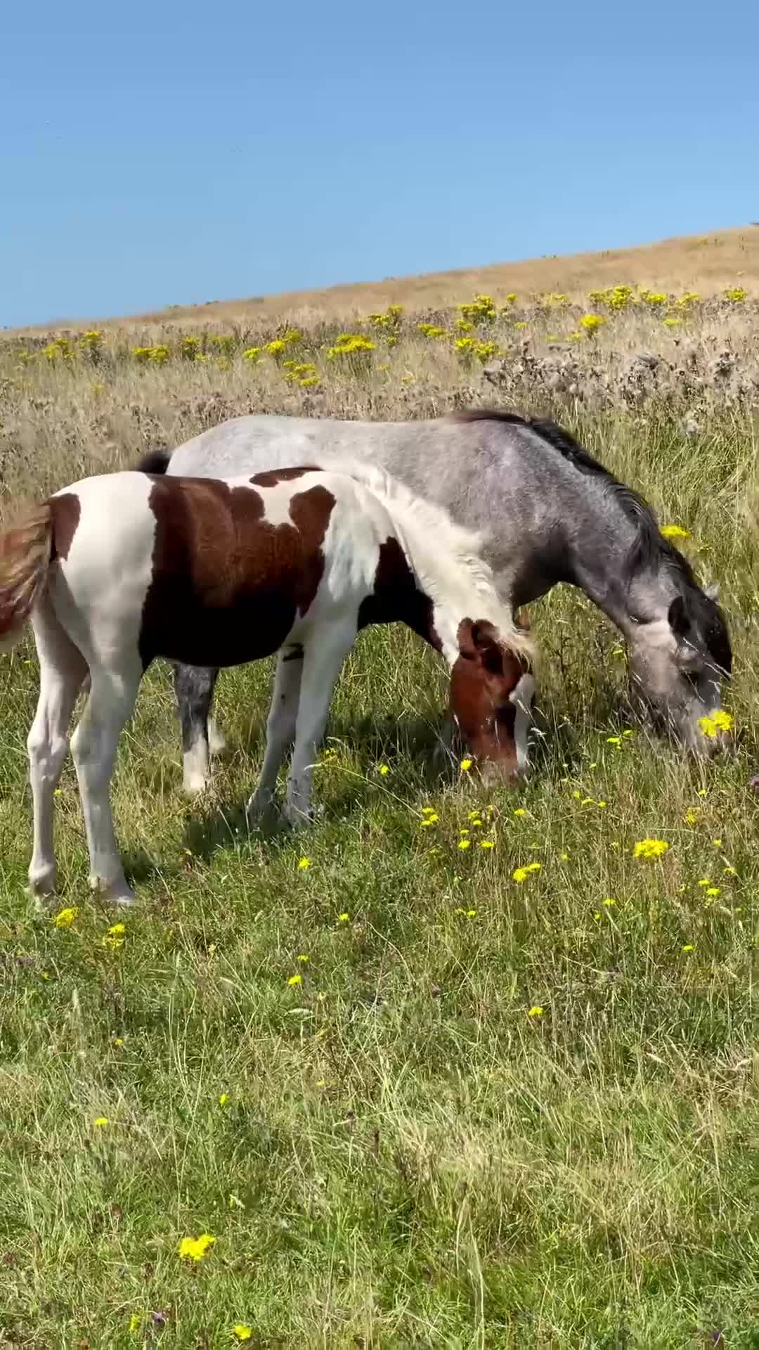 Wild Horses Pack