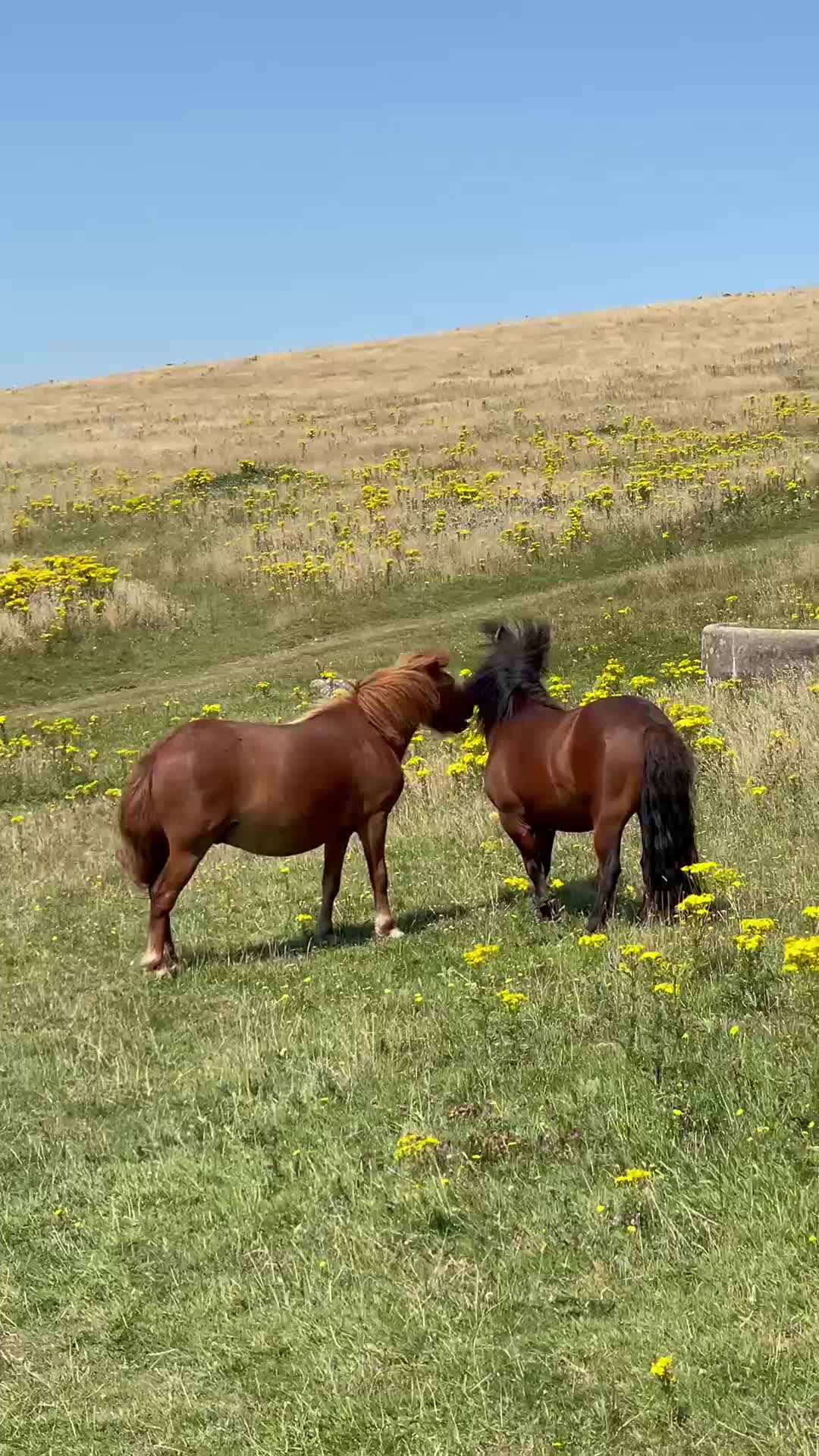 Wild Horses Pack