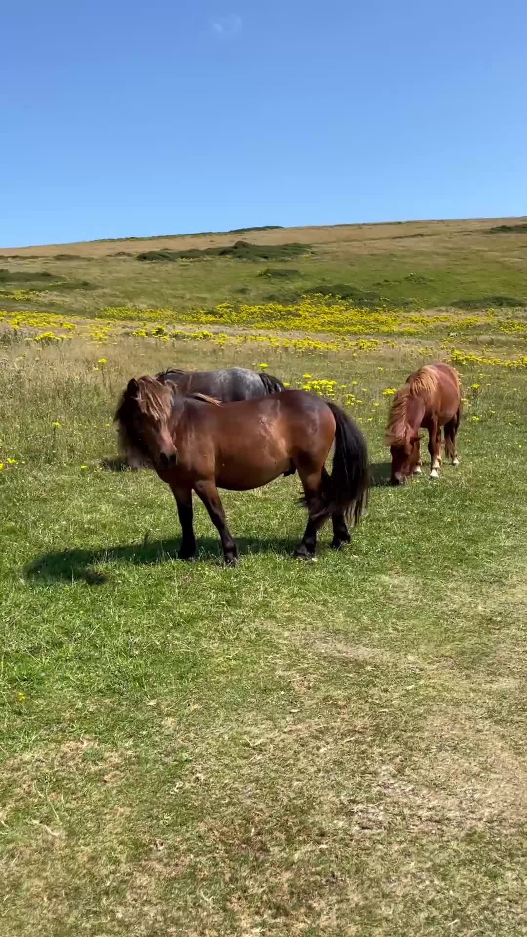 Wild Horses Pack