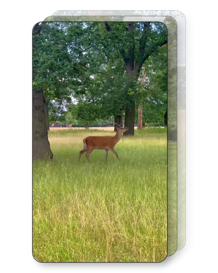 Wild Deer Pack
