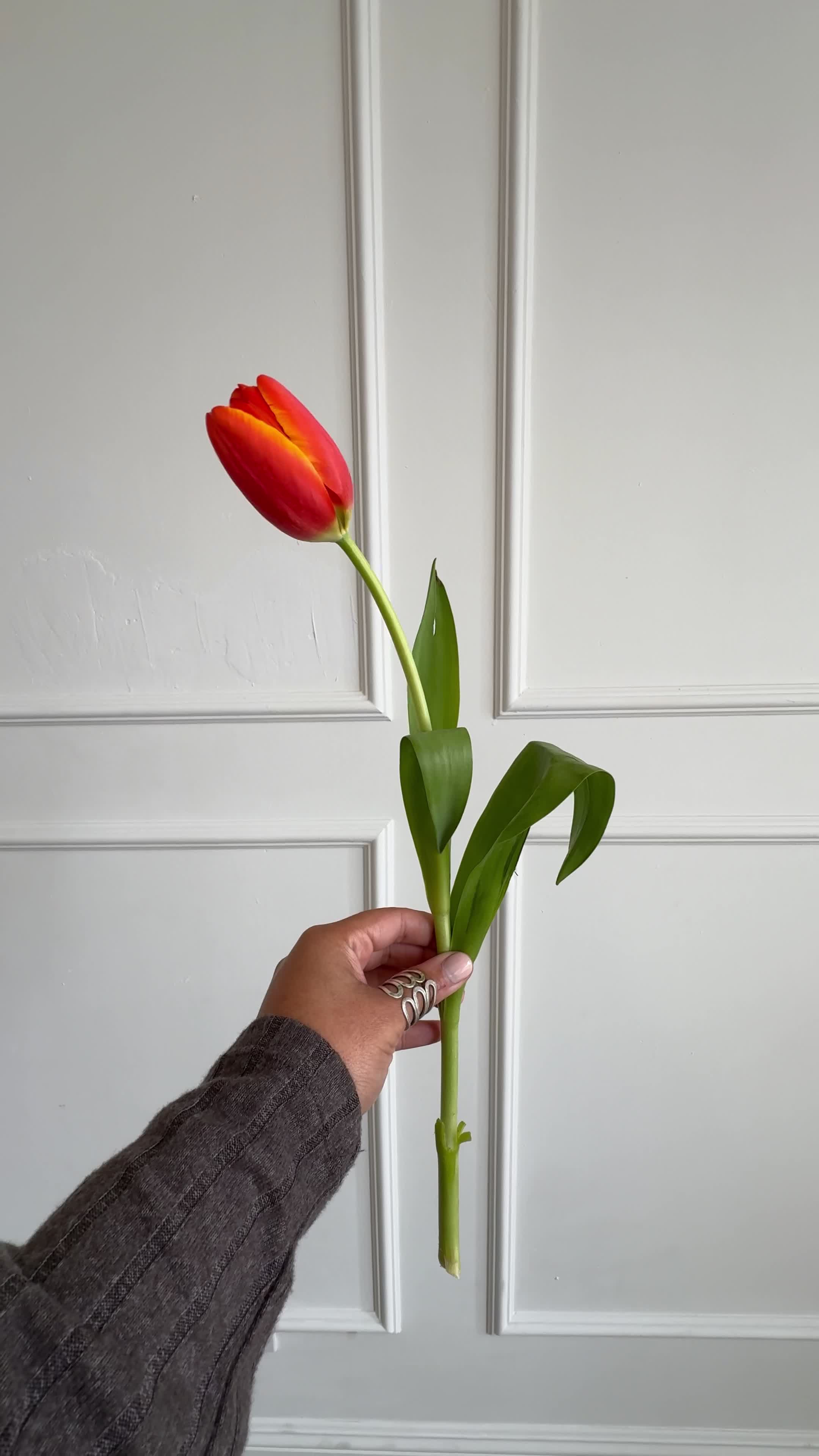 Spring Studio Pack