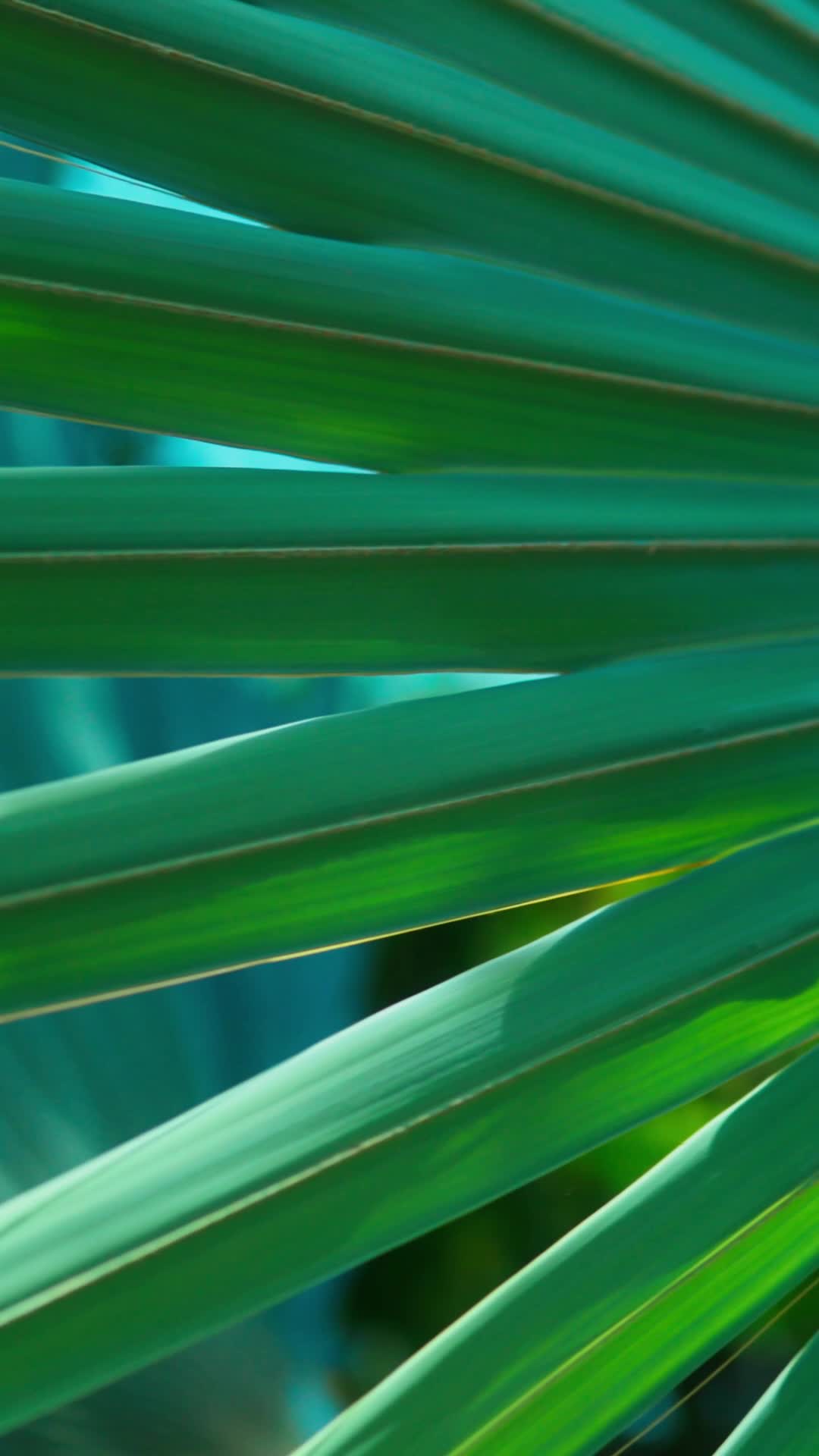 Costa Rican Jungle Pack