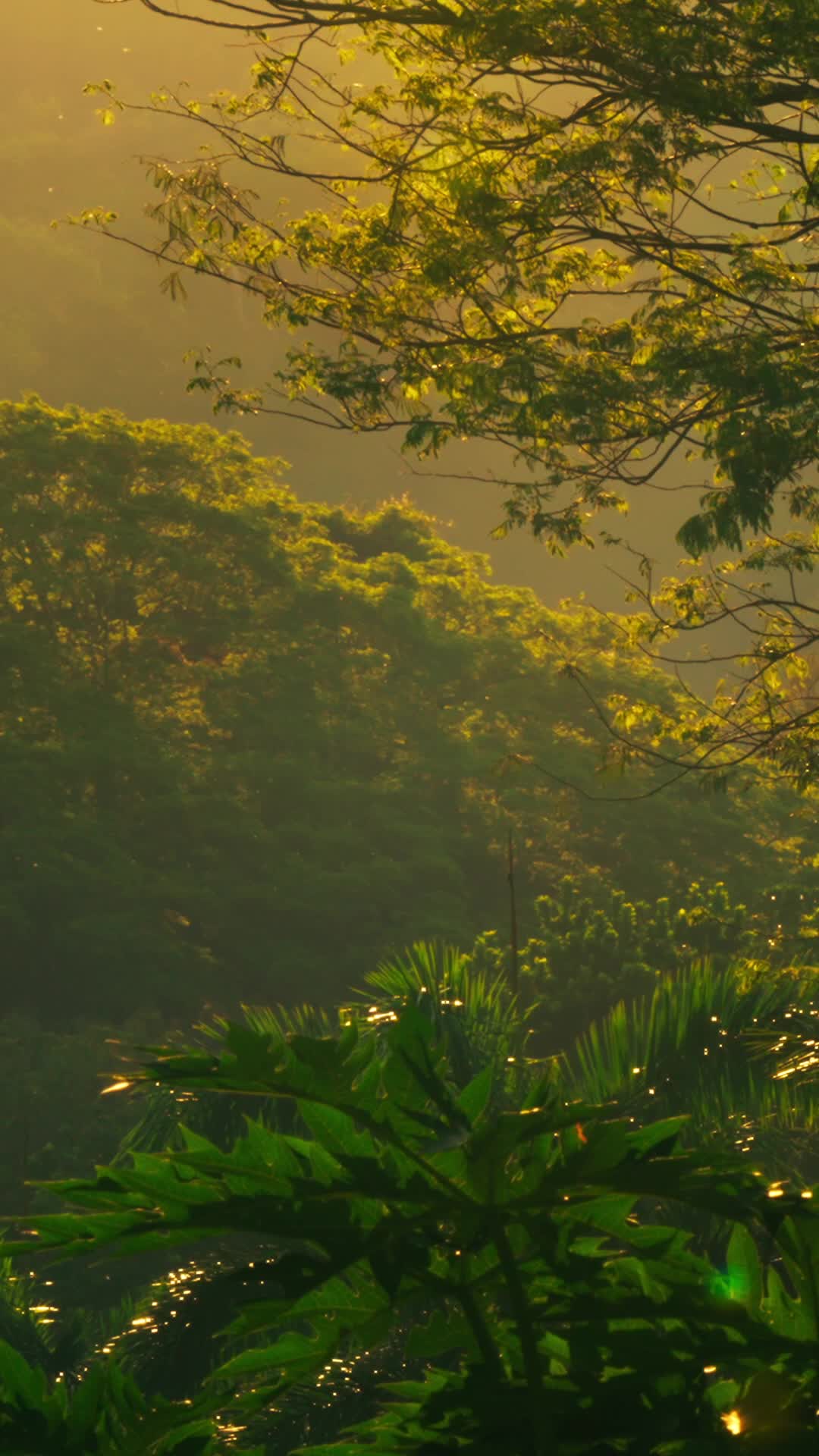 Costa Rican Jungle Pack