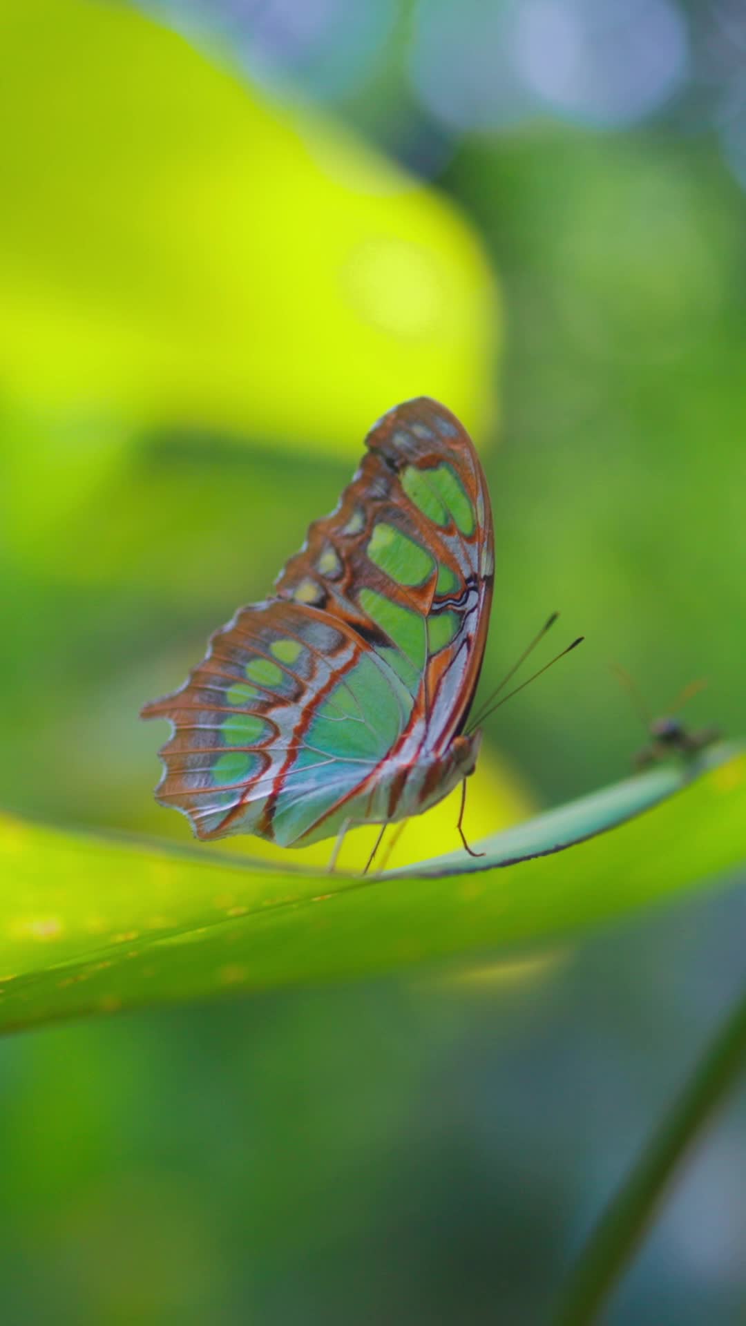 Costa Rican Jungle Pack