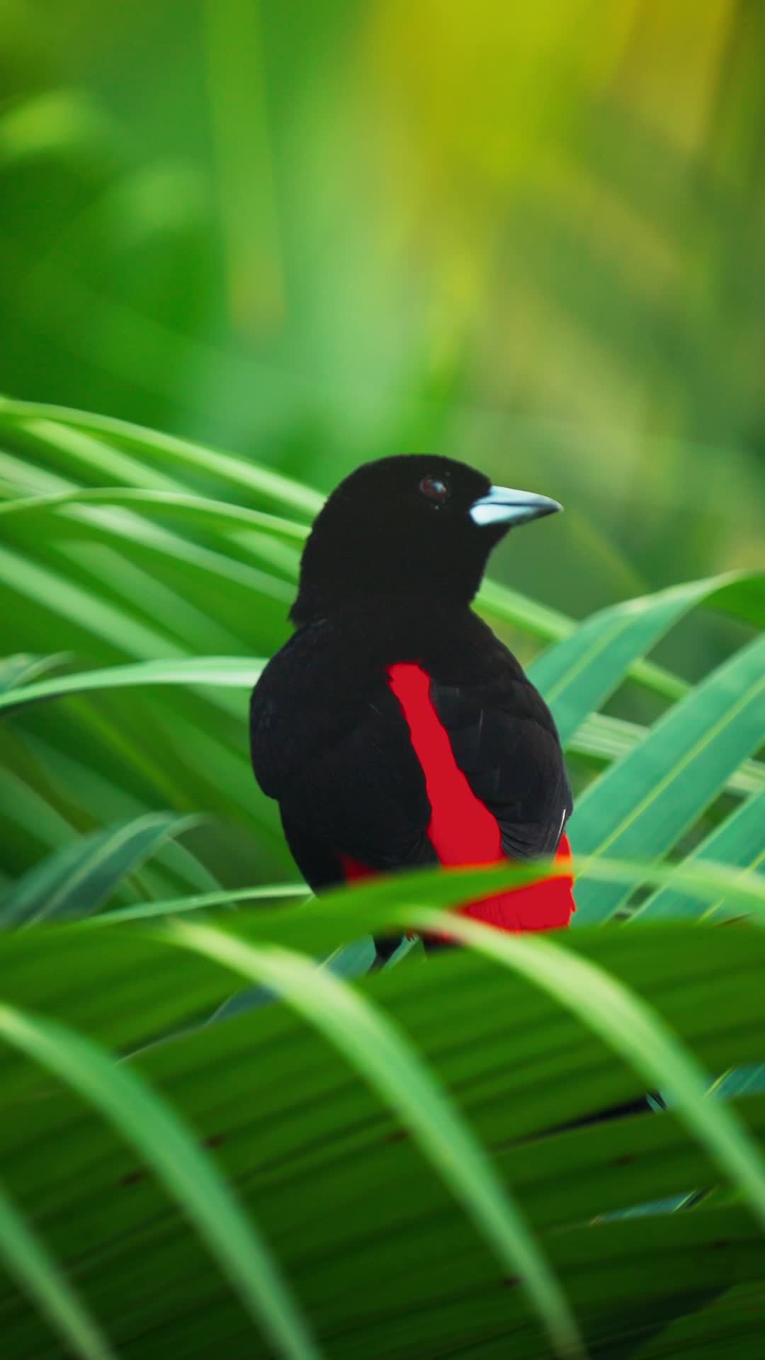 Costa Rican Jungle Pack