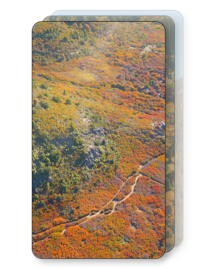 Autumn Treetops Pack