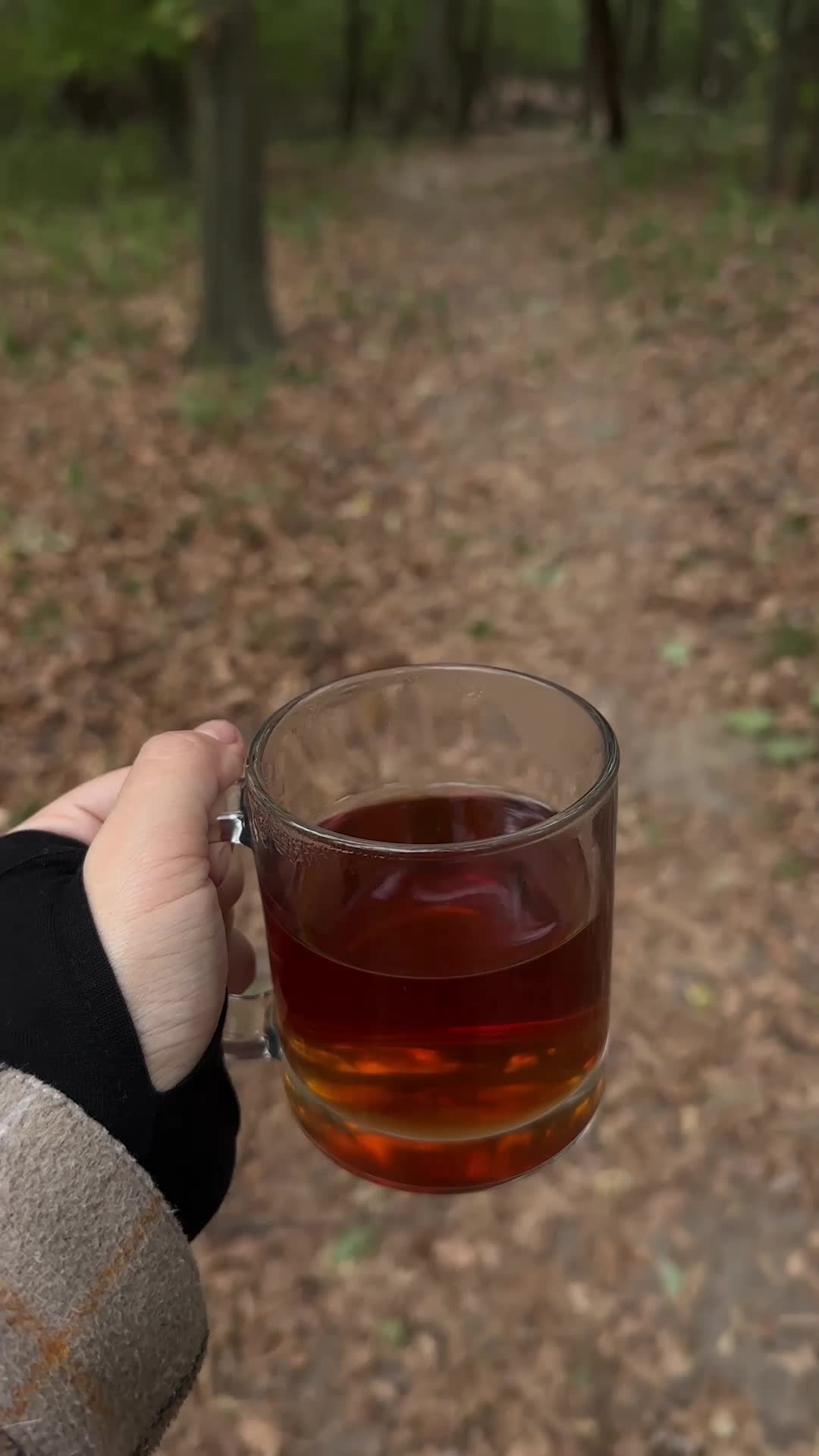 Forest in Fall Pack