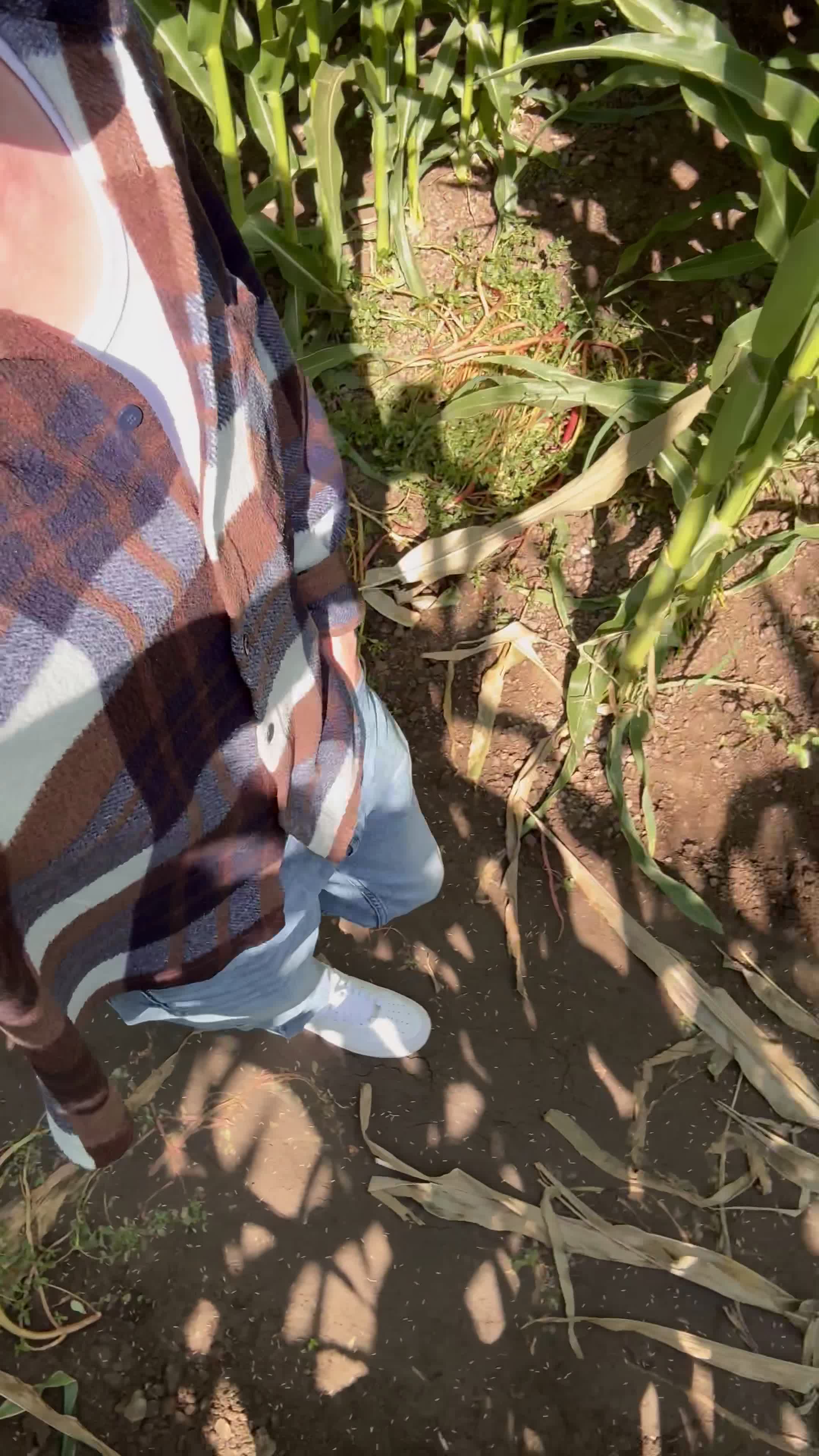 Corn Maze Pack