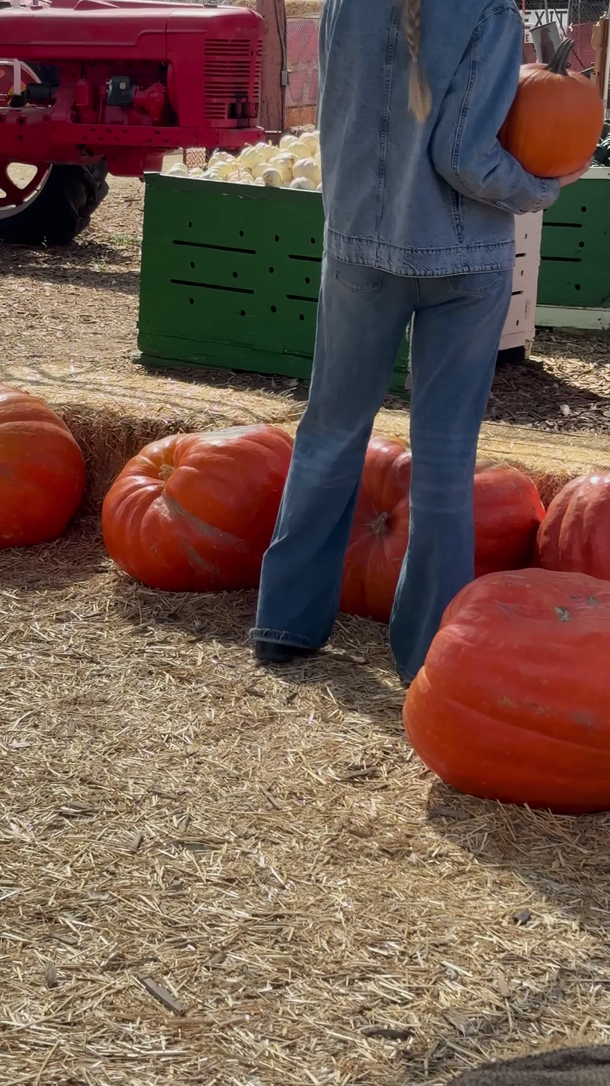 Pumpkin Picking Pack (Vol. 1)