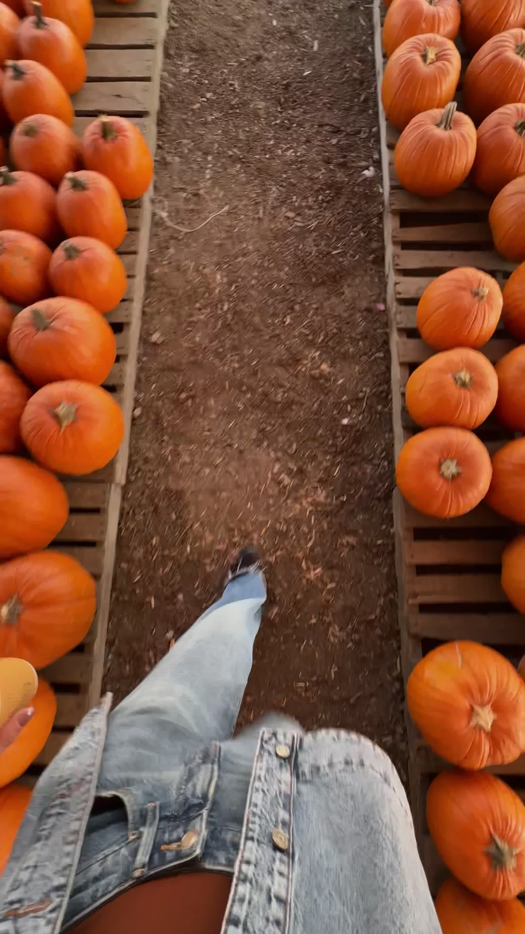 Pumpkin Picking Pack (Vol. 1)