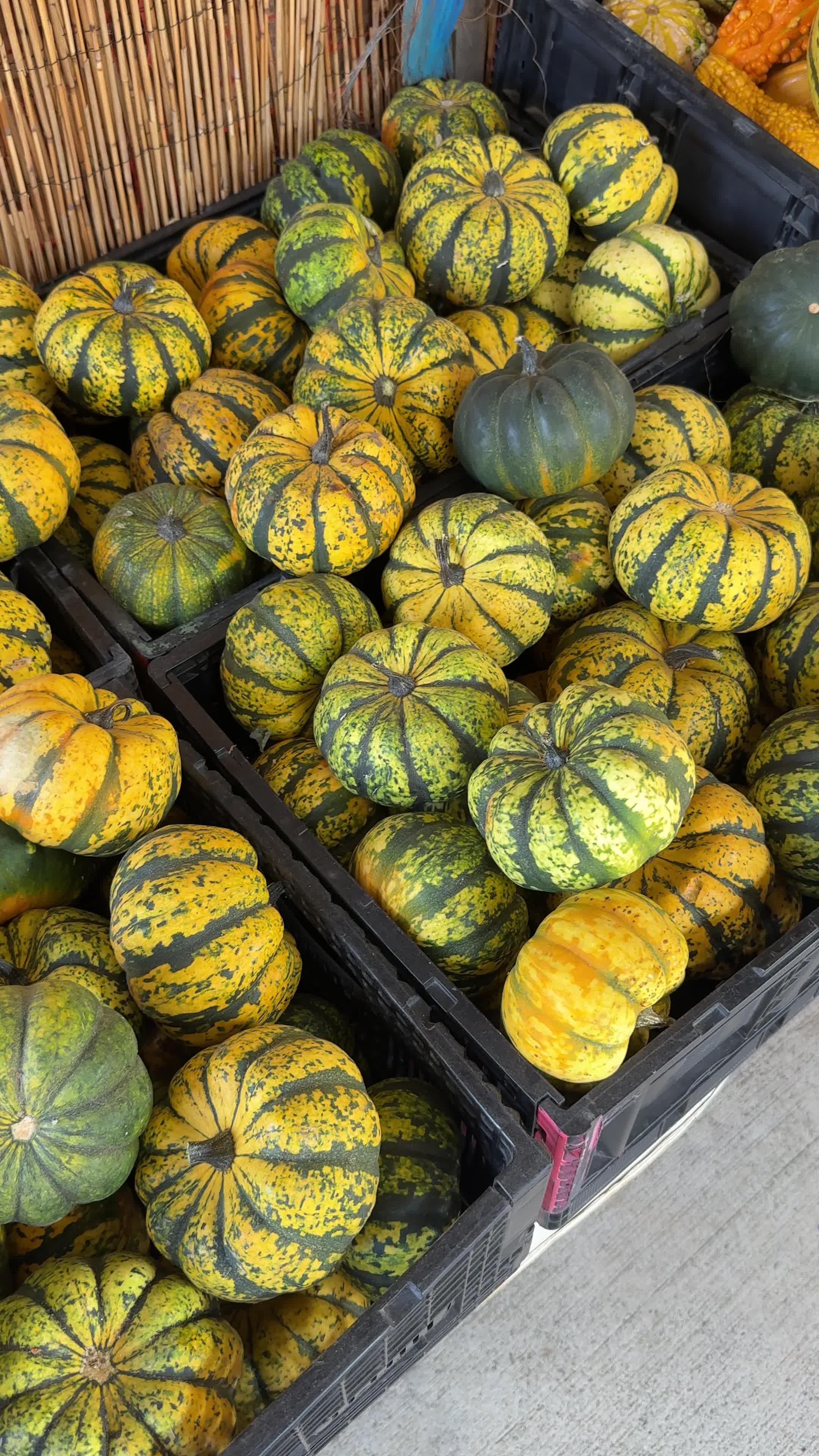 Pumpkin Picking Pack (Vol. 1)