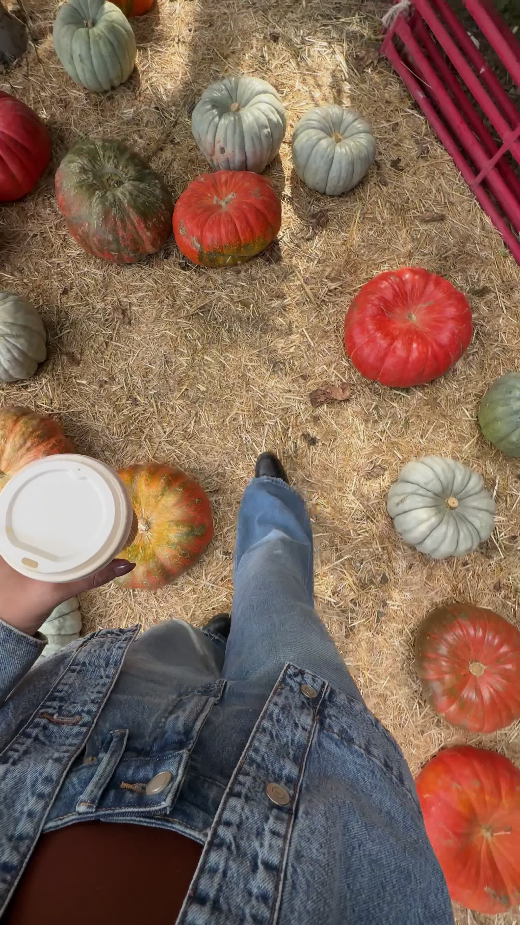 Pumpkin Picking Pack (Vol. 1)