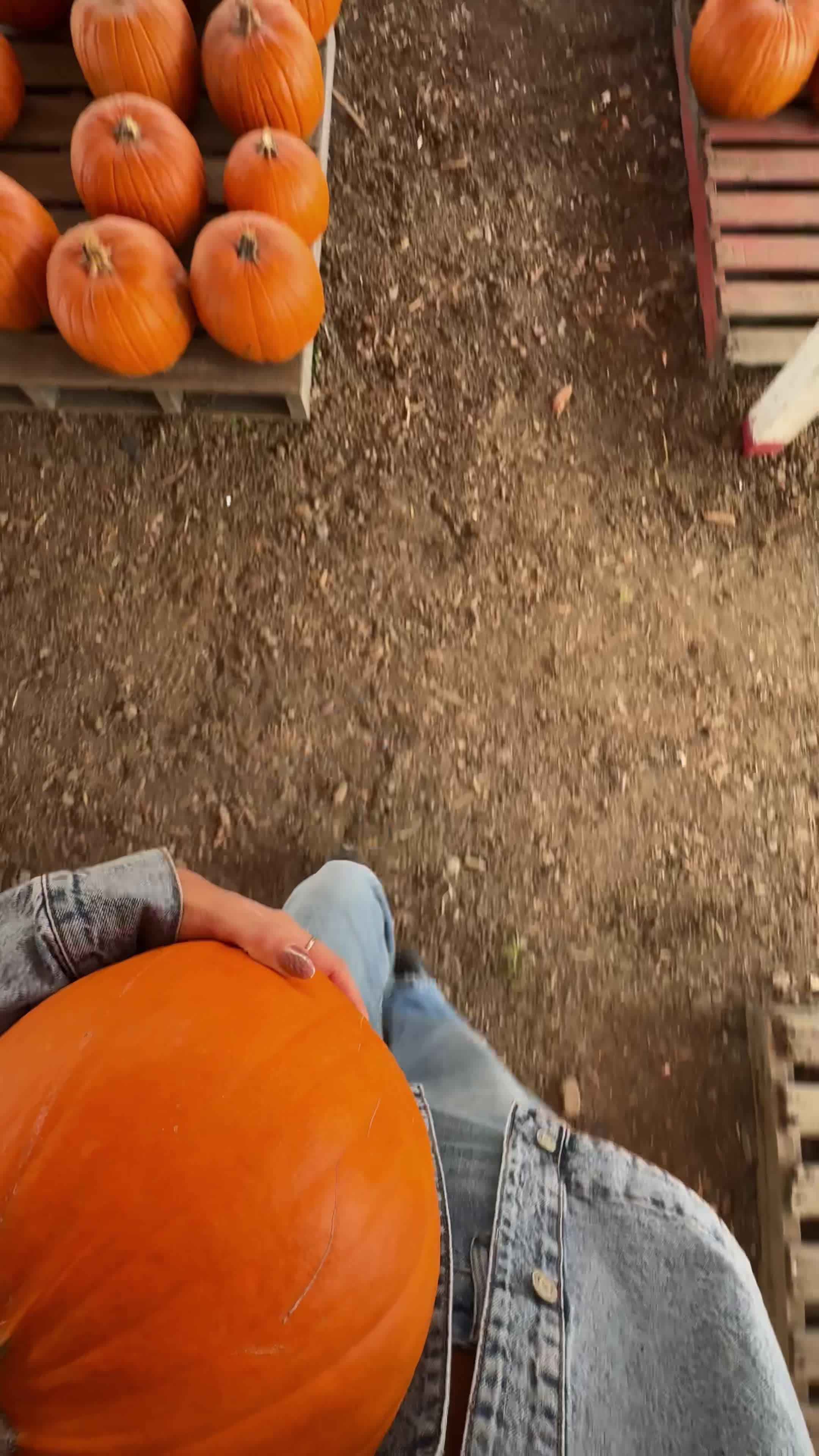 Pumpkin Picking Pack (Vol. 1)