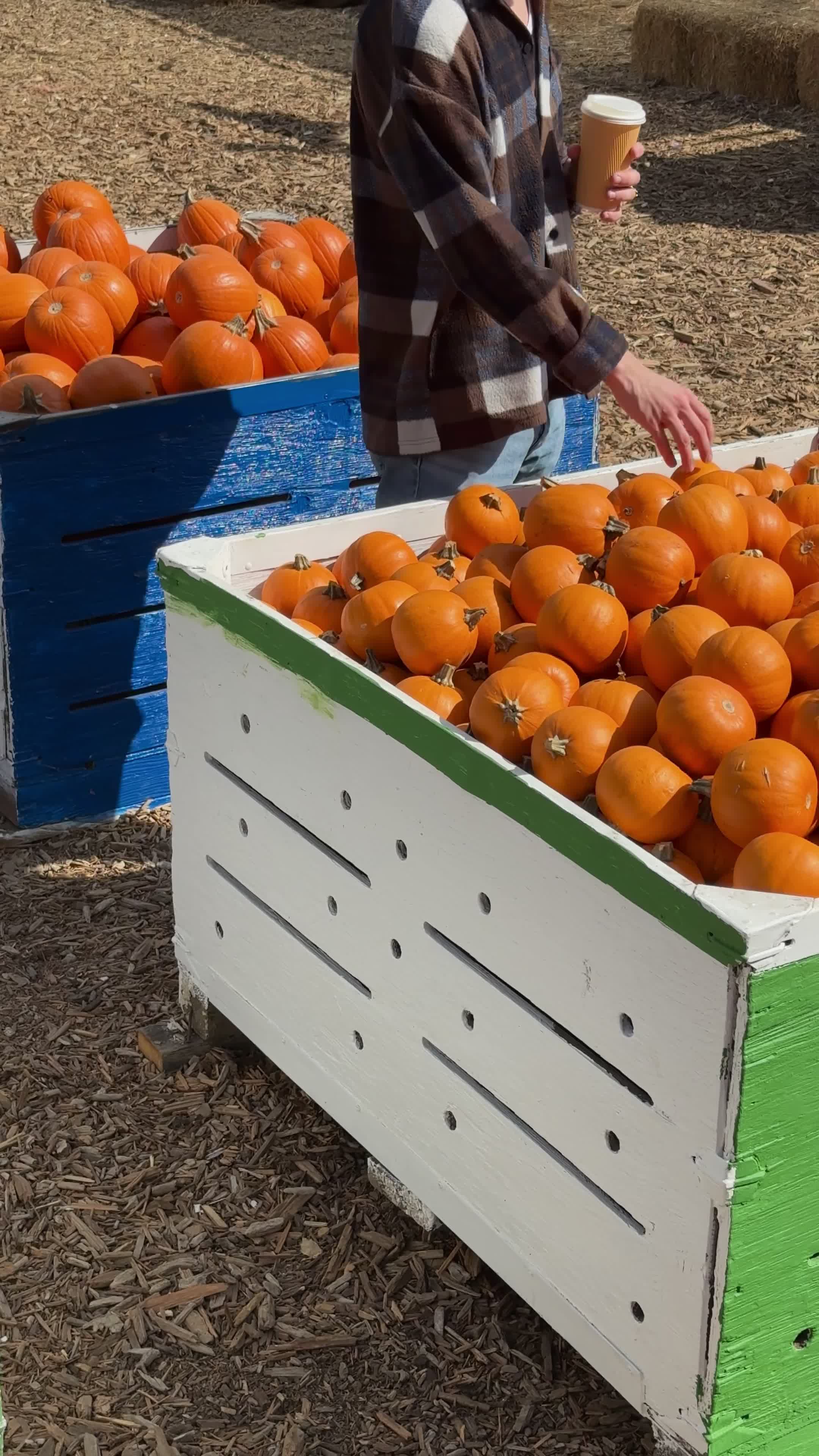 Pumpkin Picking Pack (Vol. 2)