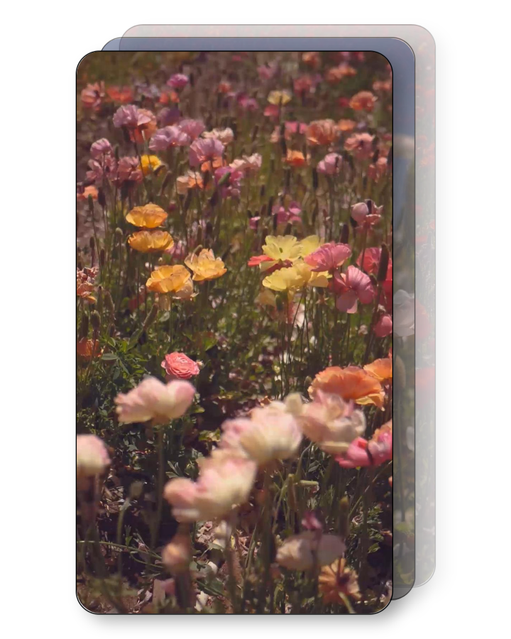 Field of Flowers Pack