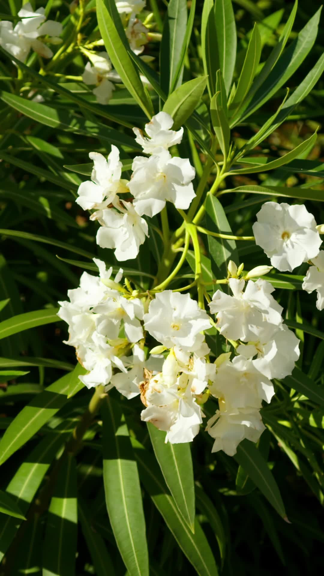 Glistening Garden Pack